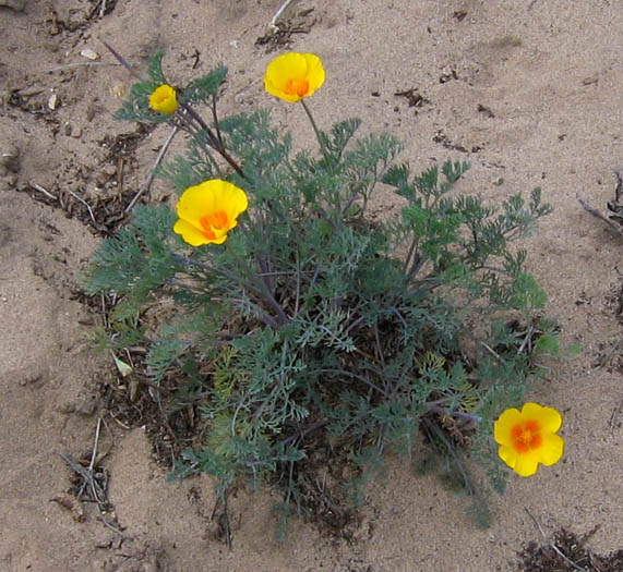 Detailed Picture 6 of California Poppy