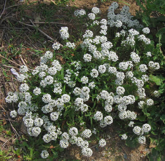 Detailed Picture 5 of Sweet Alyssum