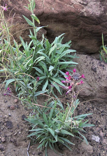 Detailed Picture 5 of Rock Cress