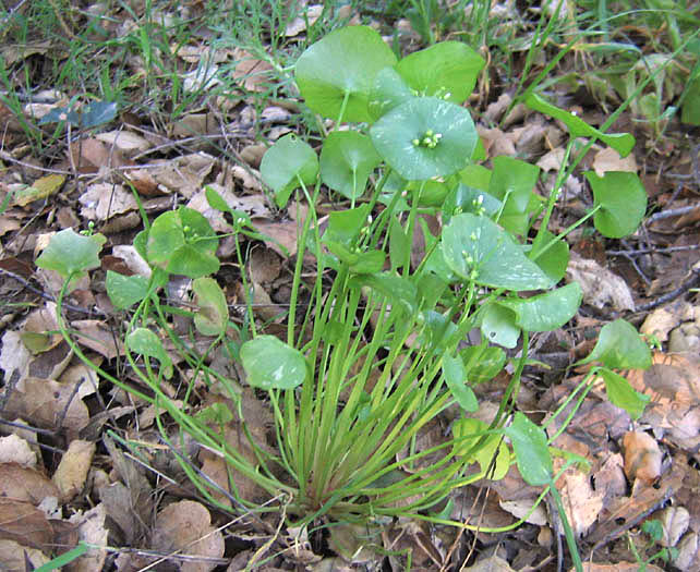 Detailed Picture 3 of Miner's Lettuce