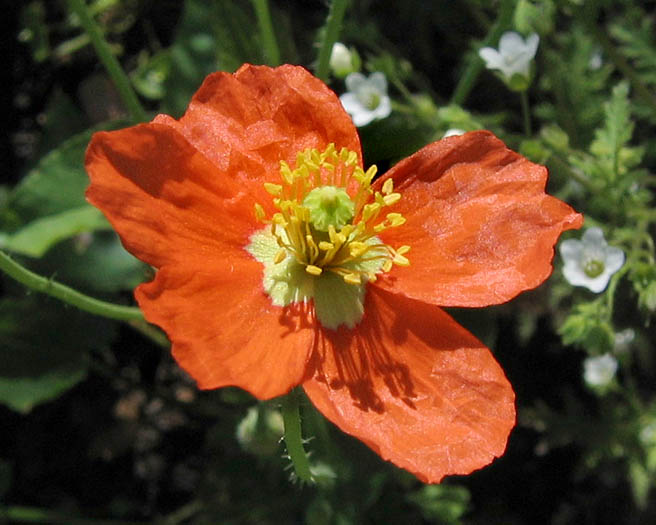 Detailed Picture 1 of Fire Poppy