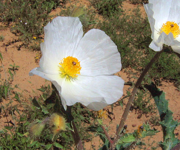 Detailed Picture 1 of Prickly Poppy