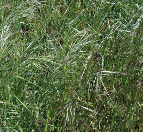 Detailed Picture 3 of Ripgut Grass