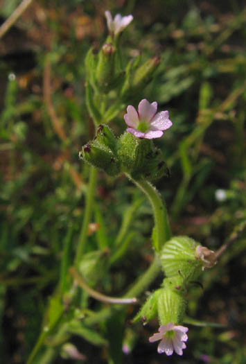 Detailed Picture 2 of Many-nerved Catchfly