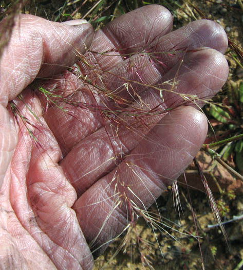 Detailed Picture 6 of Littleseed Muhly