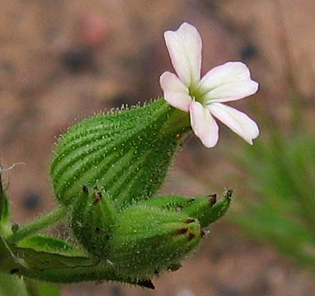 Detailed Picture 1 of Many-nerved Catchfly