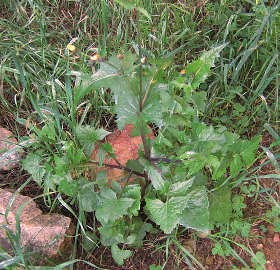 Detailed Picture 5 of Sow Thistle