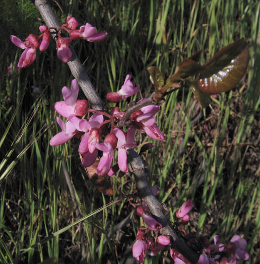 Detailed Picture 2 of Western Redbud