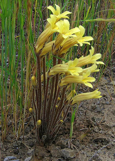 Detailed Picture 3 of Franciscan Broomrape