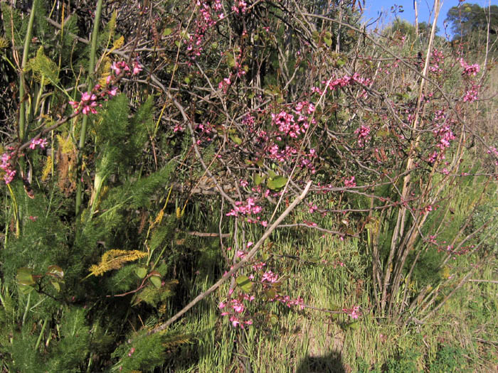 Detailed Picture 3 of Western Redbud