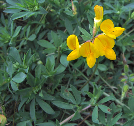 Detailed Picture 3 of Birdfoot Trefoil