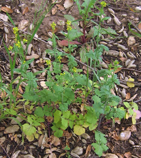 Detailed Picture 5 of Hedge Mustard