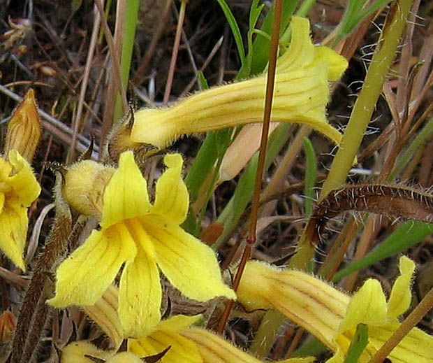 Detailed Picture 1 of Franciscan Broomrape