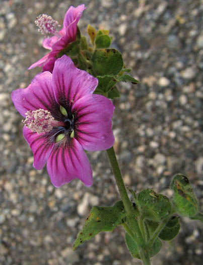 Detailed Picture 2 of Tree Mallow