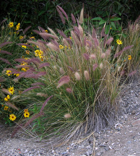Detailed Picture 1 of Fountain Grass