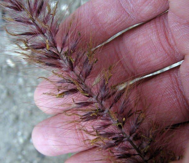 Detailed Picture 2 of Fountain Grass