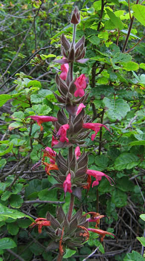 Detailed Picture 3 of Crimson Pitcher Sage