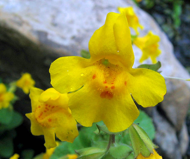 Detailed Picture 1 of Creek Monkey Flower