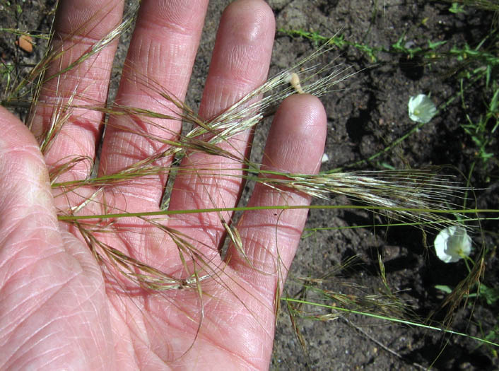 Detailed Picture 1 of Foothill Needlegrass