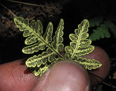 Detailed Picture 3 of Goldback Fern