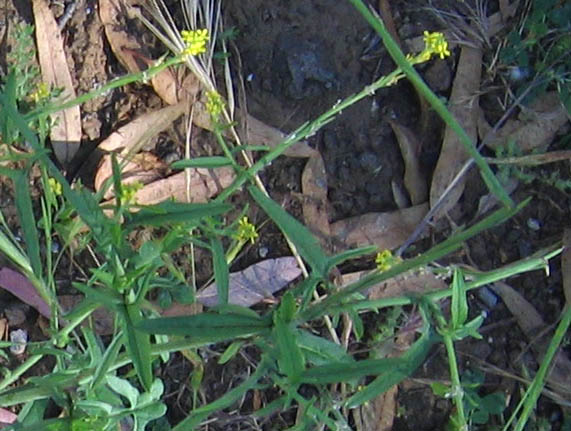 Detailed Picture 3 of Hedge Mustard