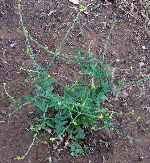 Detailed Picture 4 of Hedge Mustard