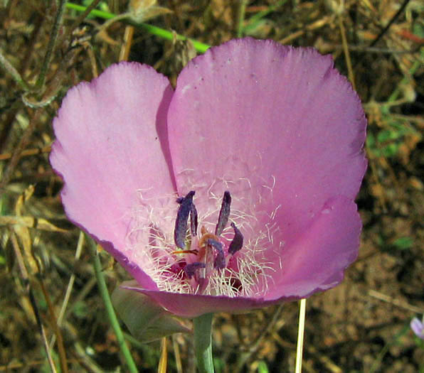 Detailed Picture 1 of Lilac Mariposa Lily