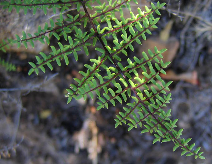 Detailed Picture 1 of Bird's-foot Fern