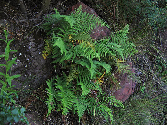 Detailed Picture 3 of Coastal Wood-fern