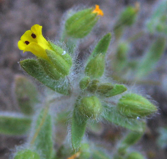 Detailed Picture 1 of Downy Monkey Flower