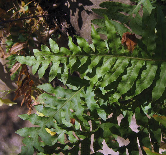 Detailed Picture 1 of California Polypody