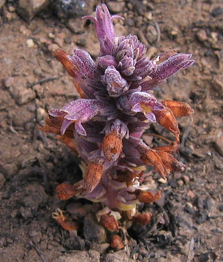 Detailed Picture 2 of Chaparral Broomrape