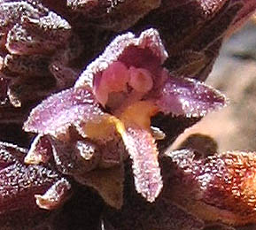 Detailed Picture 1 of Chaparral Broomrape