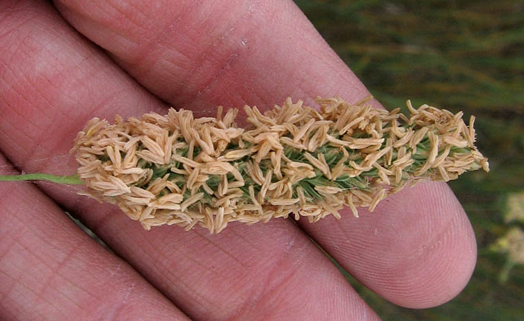 Detailed Picture 1 of Harding Grass