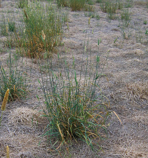 Detailed Picture 3 of Harding Grass