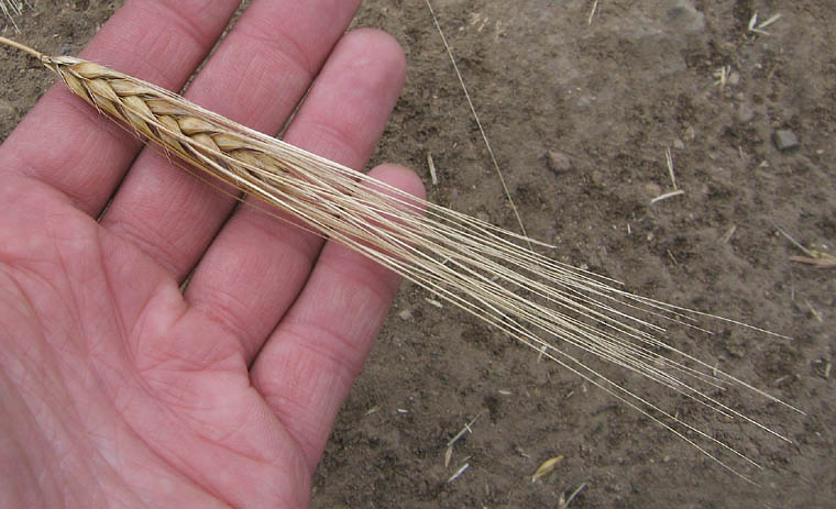 Detailed Picture 4 of Cultivated Barley