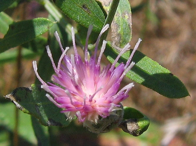 Detailed Picture 1 of Russian Knapweed