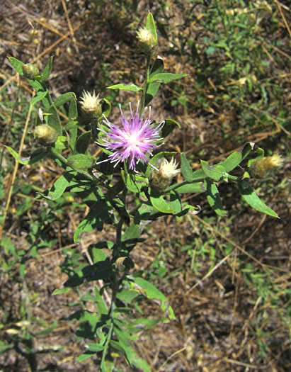 Detailed Picture 3 of Russian Knapweed