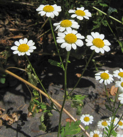 Detailed Picture 2 of Feverfew