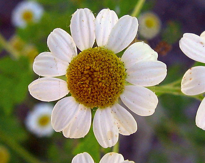 Detailed Picture 1 of Feverfew