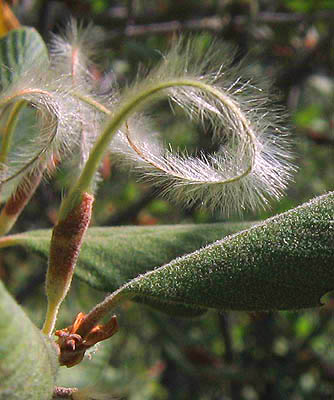 Detailed Picture 8 of Mountain Mahogany