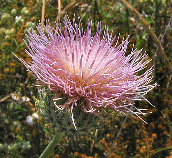 Detailed Picture 2 of California Thistle