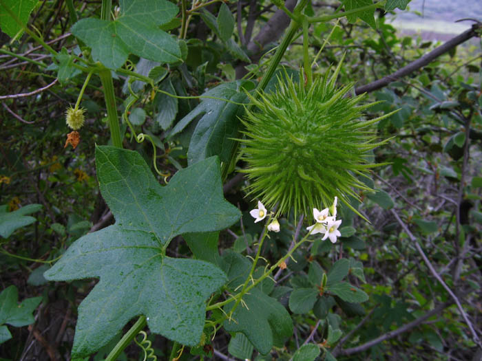 Detailed Picture 4 of Wild Cucumber