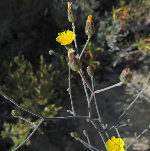 Detailed Picture 4 of Hawkweed