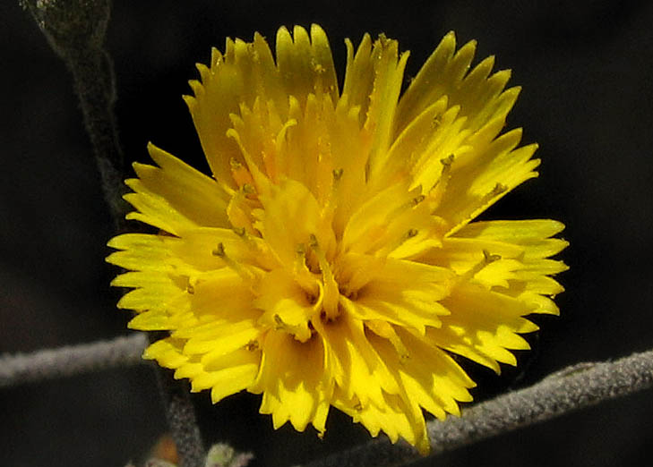 Detailed Picture 1 of Hawkweed