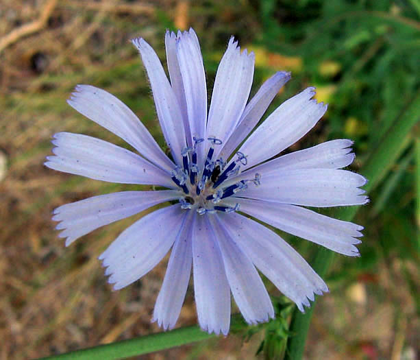 Detailed Picture 1 of Chicory