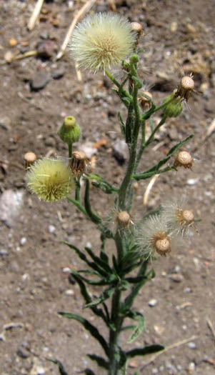Detailed Picture 2 of Little Horseweed
