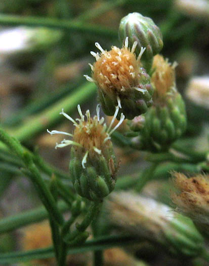 Detailed Picture 4 of Malibu Baccharis