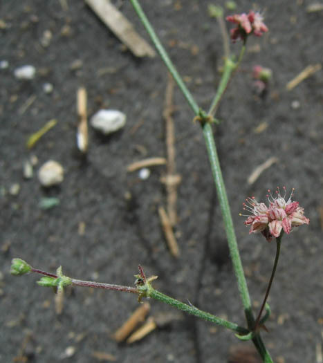 Detailed Picture 2 of Anglestem Buckwheat