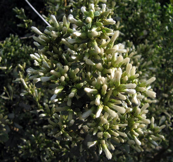 Detailed Picture 4 of Coyote Brush